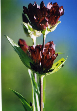 Flora Alpina delle Alpi Occidentali